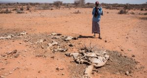 Rashin Ruwa: Kasashen Afrika Na Fama Da Bala’in Fari