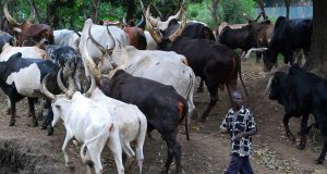 Ruga: Gwamnonin Da Ke Kin Shirin Na So A Ci Gaba Da Rikici-Miyetti Allah