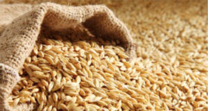 Noman Alkama: Gwamnatin Najeriya Za Ta Raba Tan Dubu 1 Da 500 Na Iri Alkama